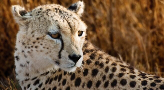east africa safari