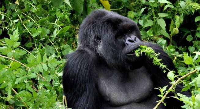 journeys legendary wildlife of rwanda kenya in kenya