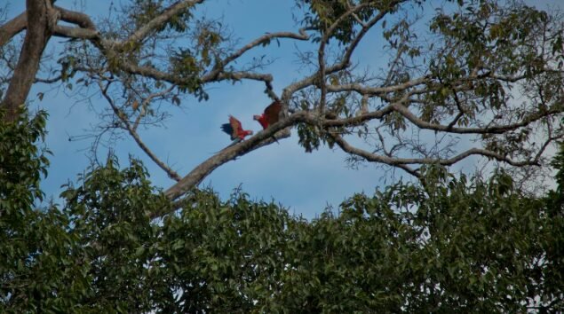 local living ecuador—amazon jungle in ecuador south america