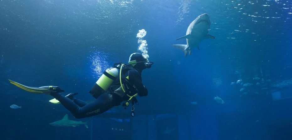 shark dive at palma aquarium