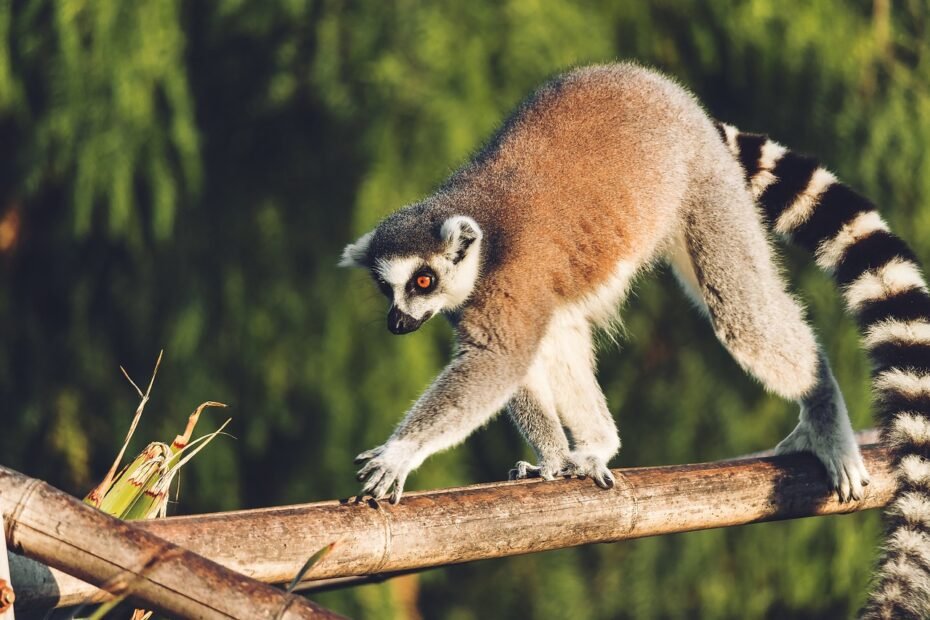 madagascar